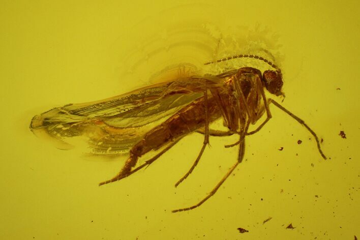 Fossil Fly (Diptera) In Baltic Amber #145302
